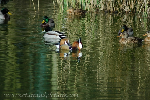 mandarin duck, mandarin ducks-2.JPG - MANDARIN DUCK - COURTING THE MALLARDS - HAYLING ISLAND - MARCH 2005